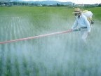 STUDY: Pesticides are catastrophic. No need to use them to produce food