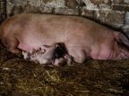 New swine fever breakout in northern Moldova