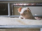 Watchdog confirms hotbed of swine fever in Moldova