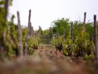 Government APPROVES new rules for registration of vineyards