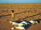 Somalia drought: At least 110 die as fears of famine grow