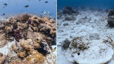 British-owned cruise ship wrecks one of Indonesia’s best coral reefs