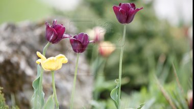 WEATHER FORECAST for coming days in Moldova