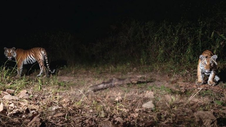 Nearly extinct tigers found breeding in Thai jungle