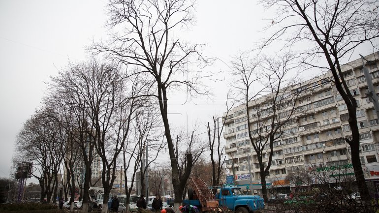 Logging continues in Chisinau (PHOTOREPORT)