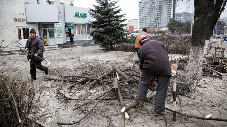 Logging continues in Chisinau (PHOTOREPORT)