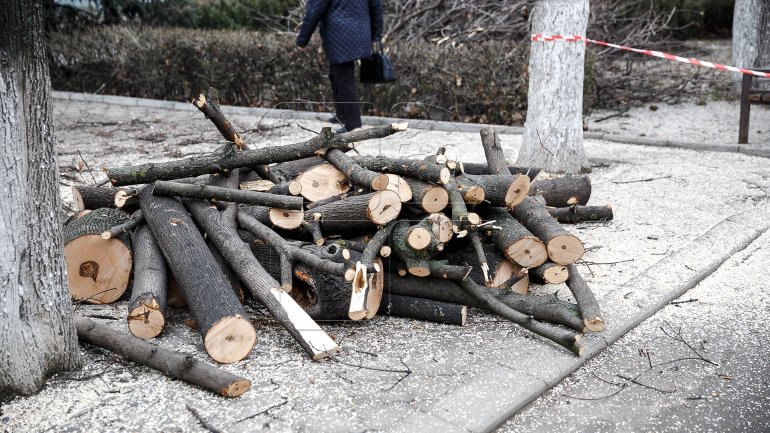 Logging continues in Chisinau (PHOTOREPORT)