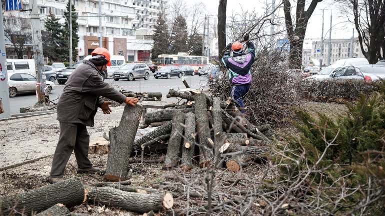 Logging continues in Chisinau (PHOTOREPORT)