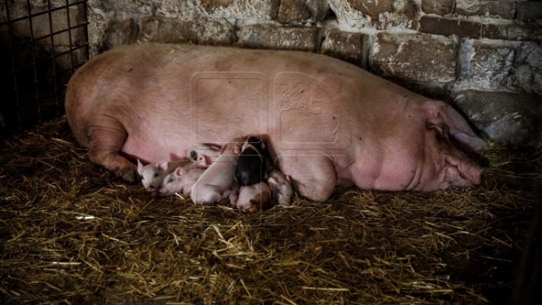 New potential swine fever hotbed in northern Moldova