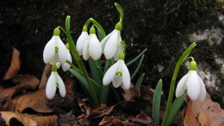 Fines of 2,000 lei imposed for picking and selling snowdrops