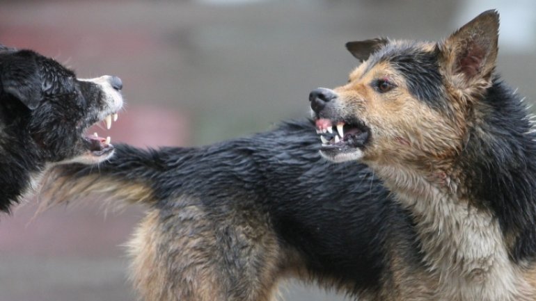 Pack of aggressive stray dogs took over Bălţi