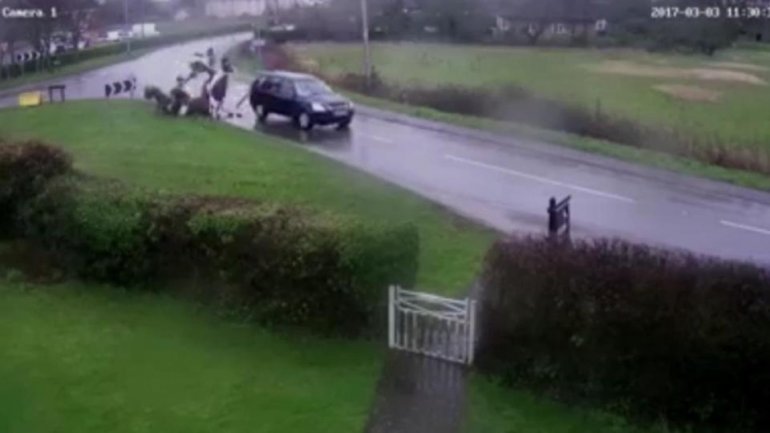 HORSE CRASH HORROR. Heartstopping moment a car ploughs into horses (VIDEO)