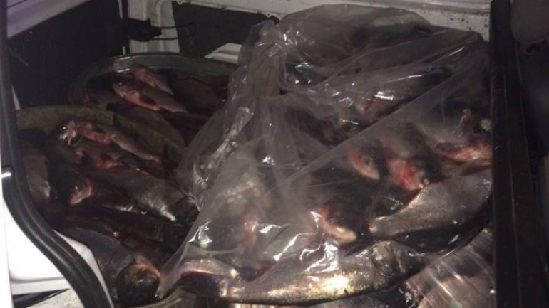 Tonnes of uncertified meat, fish, HALTED by police