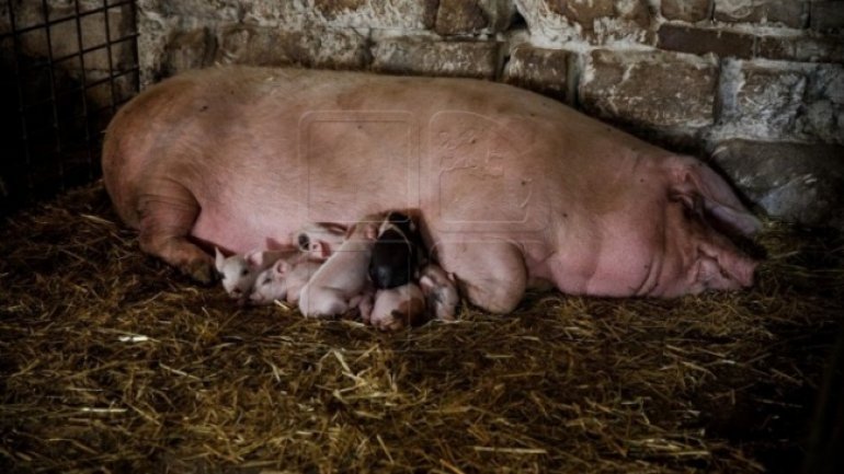 New swine fever breakout in northern Moldova