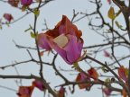 Moldova after blizzard: Fallen trees, frozen flowers and broken branches (PHOTO)