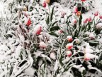 Tulips, spring blooms UNPROTECTED from latest April snow (PHOTO)