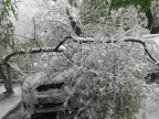 On street from sector Botanica car is crushed by trees