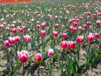 Immerse yourself in the colors of romance at the TULIPS PARADISE in Moldova (PHOTOREPORT)