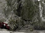 Chișinău - more and more collapsed trees. Readers sent images 