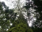 World is home to 60,000 tree species