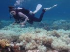 Great Barrier Reef: Two-thirds damaged in unprecedented bleaching