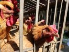 China reports six new bird flu cases, one death