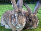 United Airlines investigates giant bunny death