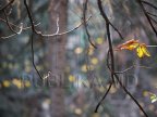 YELLOW WARNING OF FROST. Temperatures to reach negative degrees