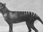 More reports about seeing Tasmanian Tiger in Australia