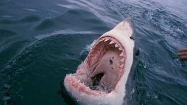 Fatal attack reignites shark cull debate in Australia