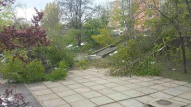 Capital’s authorities - ACTIVE! Trees fallen to ground, streets cleaned 