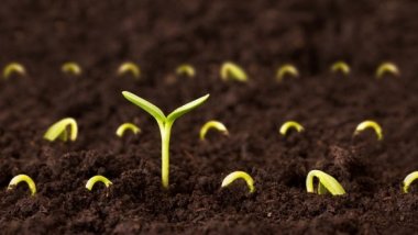 Organic seeds for sale at fair in Ialoveni district