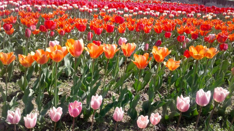 Immerse yourself in the colors of romance at the TULIPS PARADISE in Moldova (PHOTOREPORT)