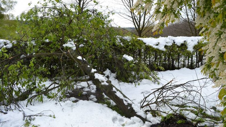 Moldova after blizzard: Fallen trees, frozen flowers and broken branches (PHOTO)