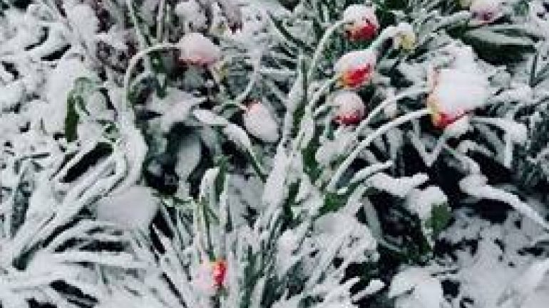 Tulips, spring blooms UNPROTECTED from latest April snow (PHOTO)