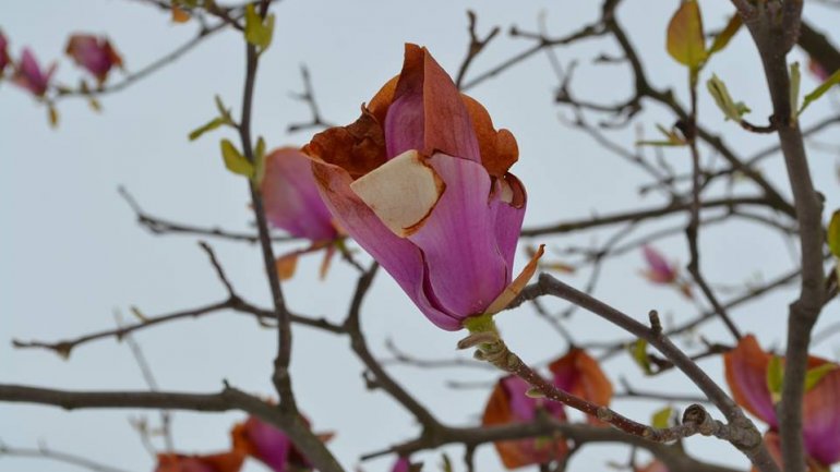 Moldova after blizzard: Fallen trees, frozen flowers and broken branches (PHOTO)