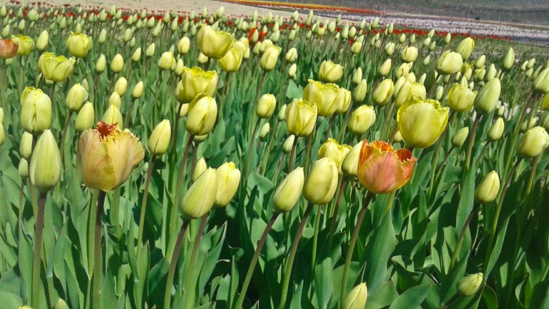 Immerse yourself in the colors of romance at the TULIPS PARADISE in Moldova (PHOTOREPORT)