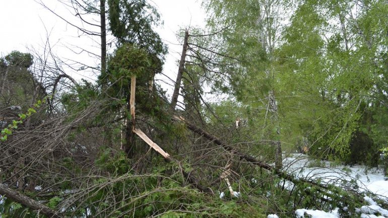 Moldova after blizzard: Fallen trees, frozen flowers and broken branches (PHOTO)