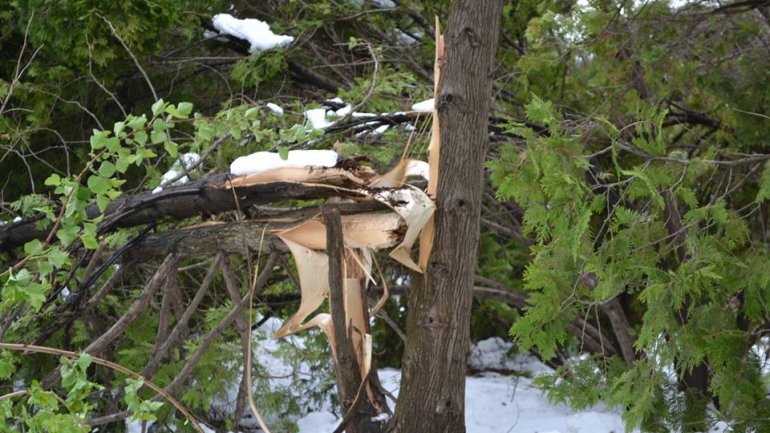 Moldova after blizzard: Fallen trees, frozen flowers and broken branches (PHOTO)