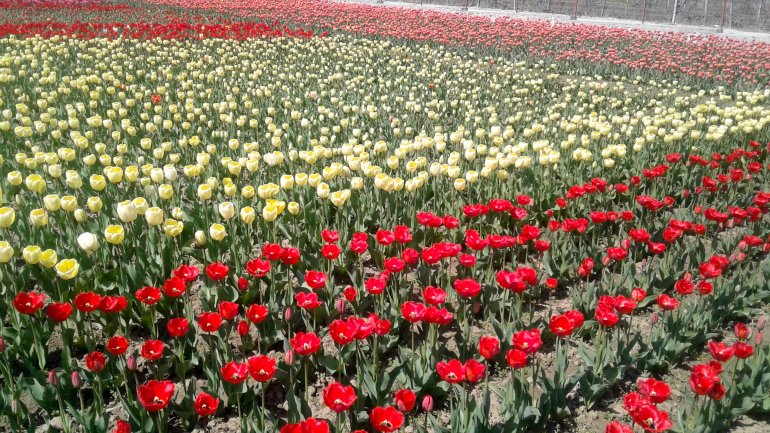 Immerse yourself in the colors of romance at the TULIPS PARADISE in Moldova (PHOTOREPORT)