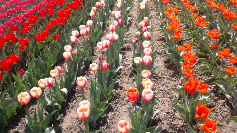 Immerse yourself in the colors of romance at the TULIPS PARADISE in Moldova (PHOTOREPORT)