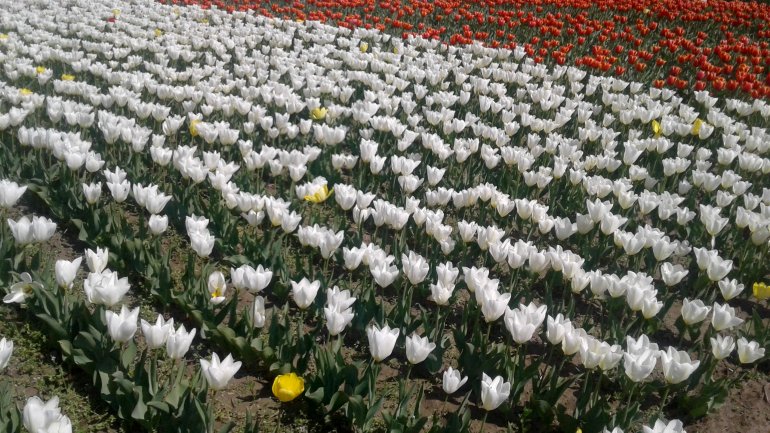 Immerse yourself in the colors of romance at the TULIPS PARADISE in Moldova (PHOTOREPORT)