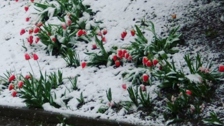 Tulips, spring blooms UNPROTECTED from latest April snow (PHOTO)