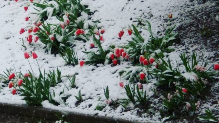 April snow causes HAVOC in Moldova (PHOTO/VIDEO)