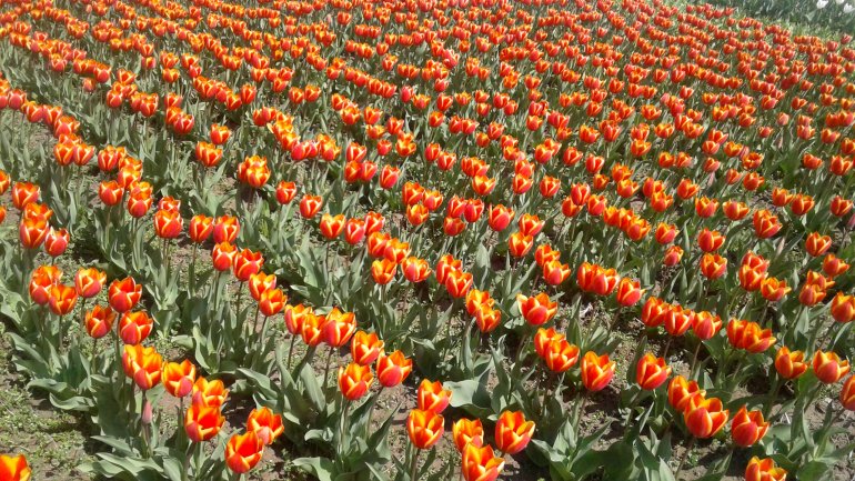 Immerse yourself in the colors of romance at the TULIPS PARADISE in Moldova (PHOTOREPORT)