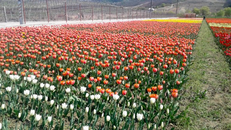 Immerse yourself in the colors of romance at the TULIPS PARADISE in Moldova (PHOTOREPORT)