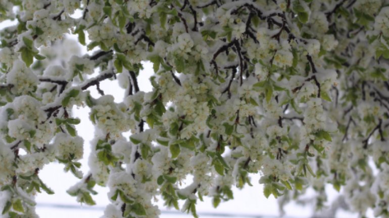 April snow causes HAVOC in Moldova (PHOTO/VIDEO)