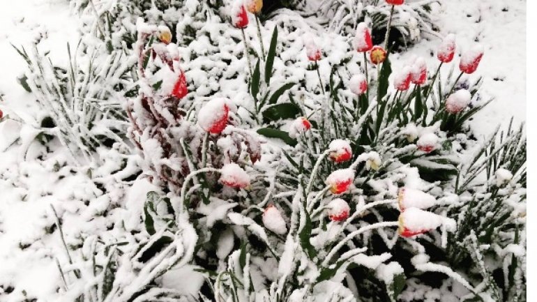 Tulips, spring blooms UNPROTECTED from latest April snow (PHOTO)