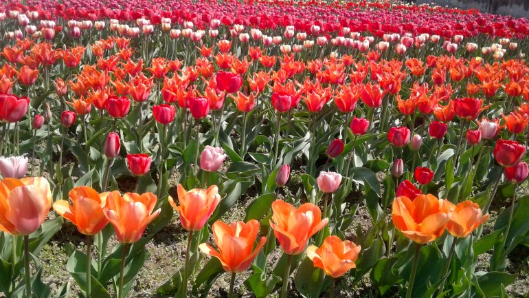 Immerse yourself in the colors of romance at the TULIPS PARADISE in Moldova (PHOTOREPORT)