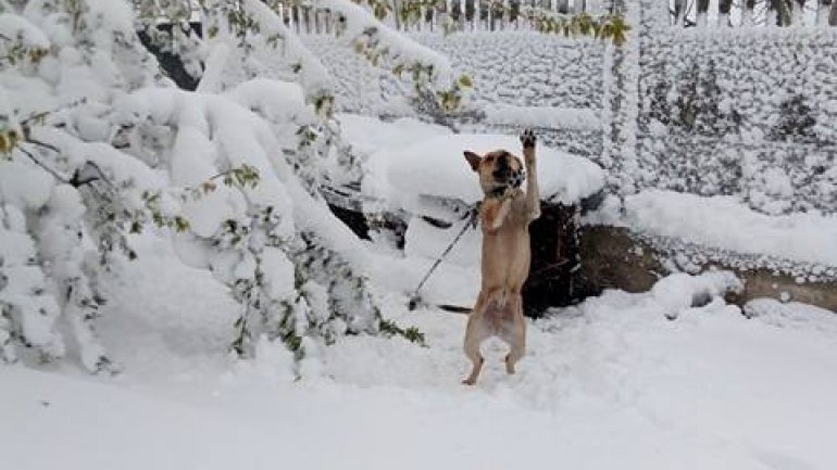 SECOND day of snowstorm in Moldova. Blizzard SHUTS DOWN most of the country (PHOTO/VIDEO)